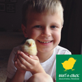 Rent-a-Chick